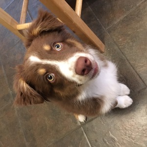 Fundraising Page: Sarah Wilson